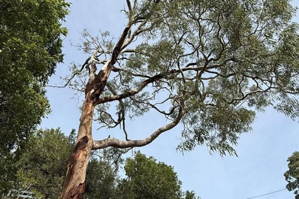 518358742_122120630900884702_2498686204906569386_n