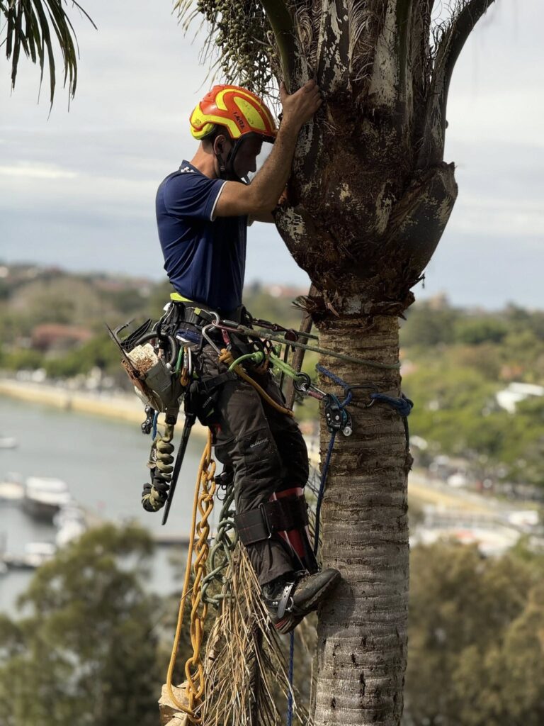 Expert Tree Care & Arborist Services in Sydney | Green Vanguard