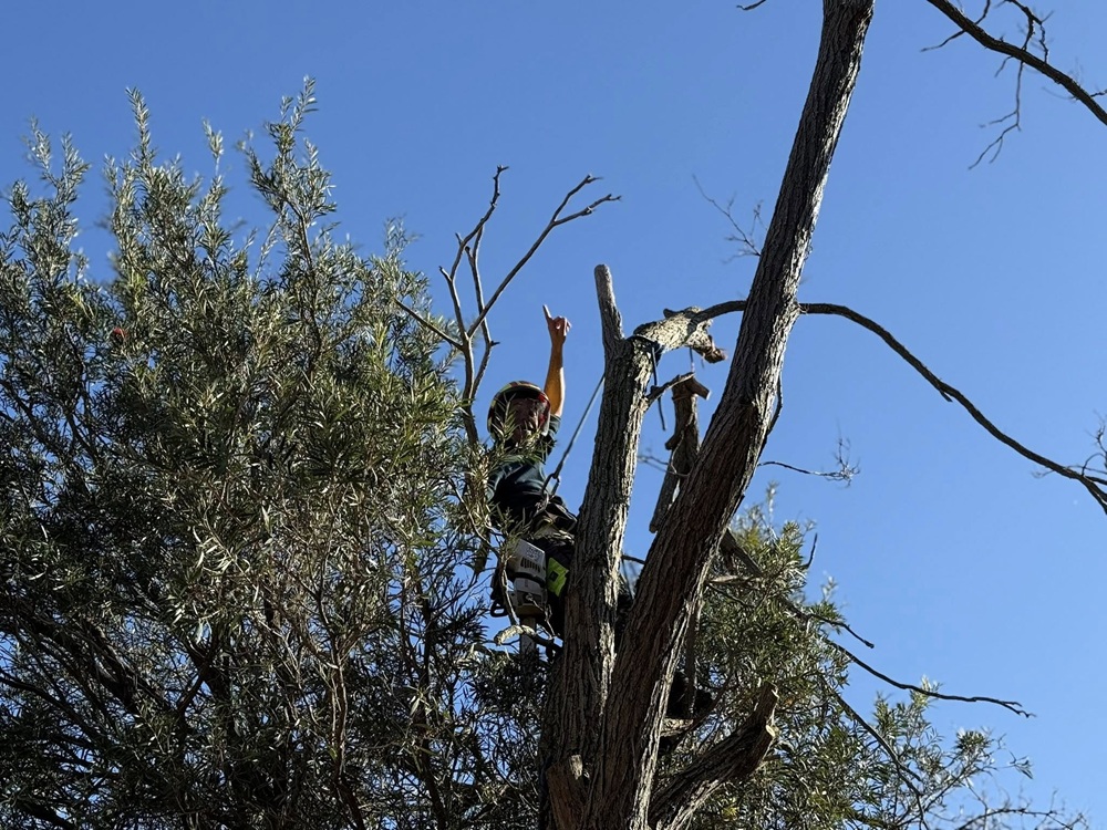 Green Vanguard arborist assessing a tree in Sydney