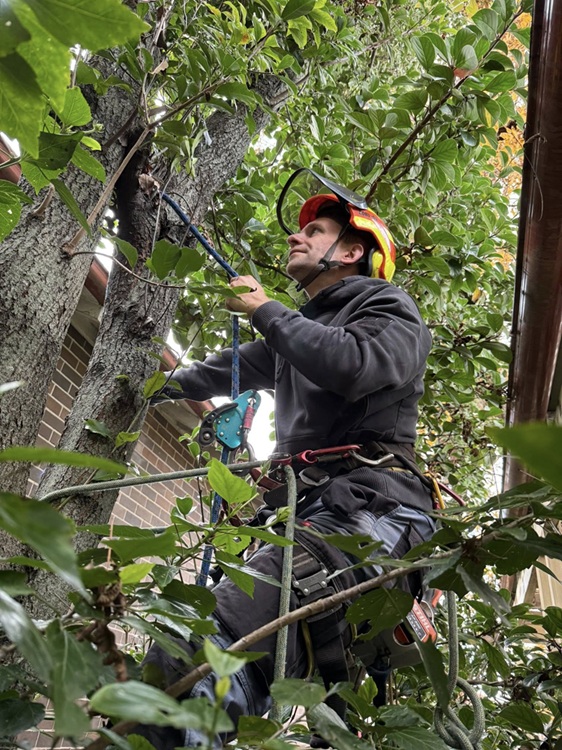 Tree protection fencing and root zone management by Green Vanguard